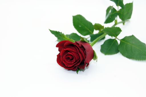 A closeup shot of an elegant red rose with a copy space
