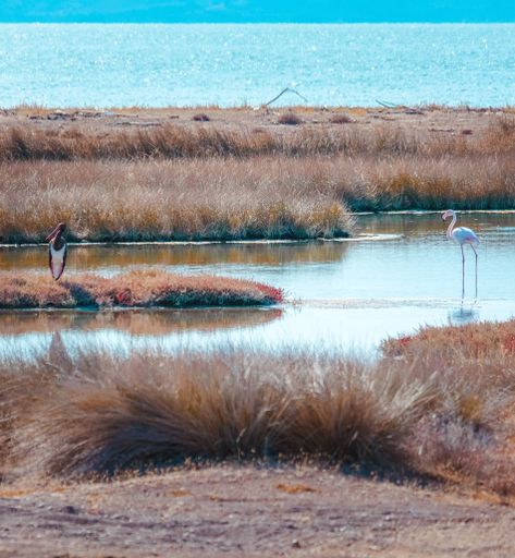 A vertical shot of a flamingo and a heron standing in a low water