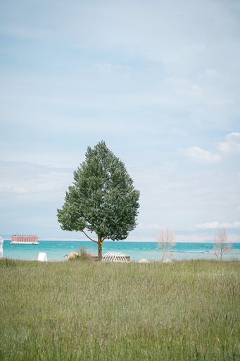A vertical shot of a tree standing alone with sea in the background.