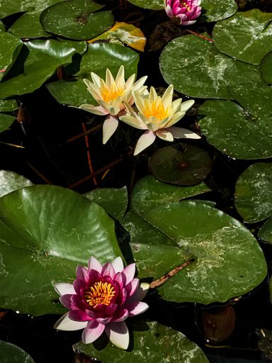 A closeup shot of one red lotus and two yellow lotus floating on the water