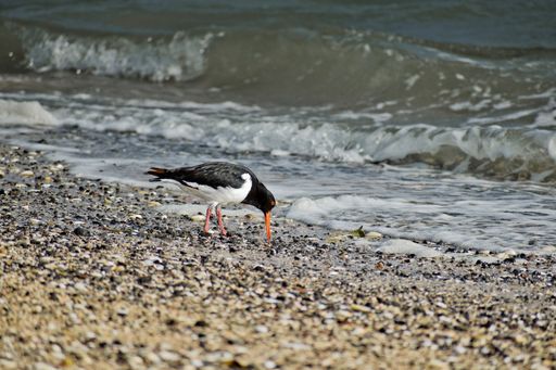 A closeup of a common pied oystercatcher on the beach next to the water during daylight