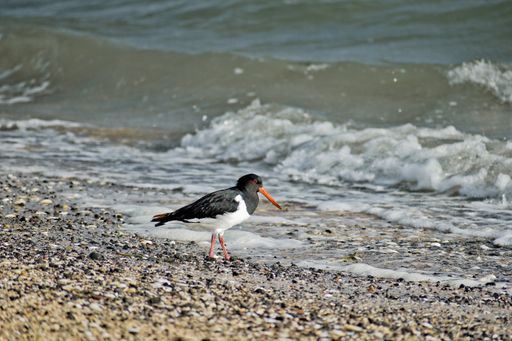 A closeup of a common pied oystercatcher on the beach next to the water during daylight