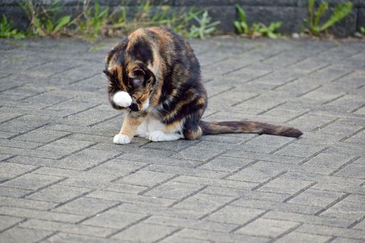 A closeup of an adorable calico cat outdoors during daylight