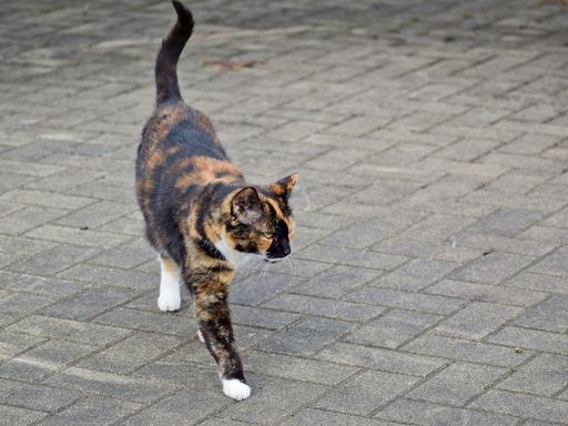 A closeup of an adorable calico cat outdoors during daylight