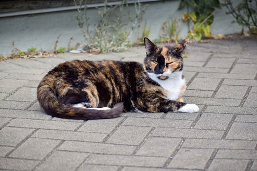 A closeup of an adorable calico cat outdoors during daylight