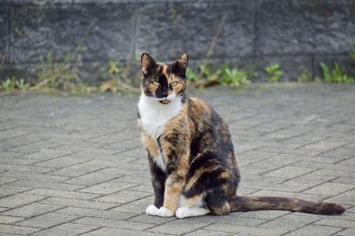 A closeup of an adorable calico cat outdoors during daylight