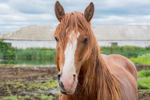Young and strong horse with white mark on muzzle close-up against backdrop of rural landscape. Looks at camera.
