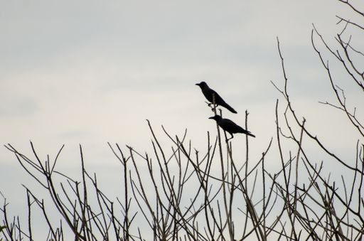 A flock of crows perched on bare trees under a cloudy sky