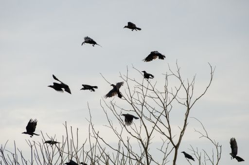 A flock of crows perched on bare trees under a cloudy sky