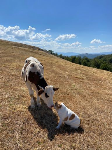 A vertical shot of a cute cow and dog in the mountains on a sunny day