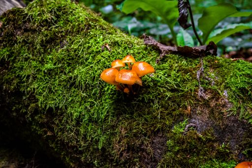 A closeup shot of mushroom with green moss on trunk