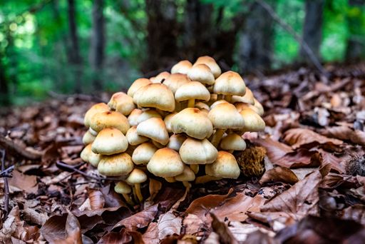 A closeup shot of pile of mushroom with dry fall leaves