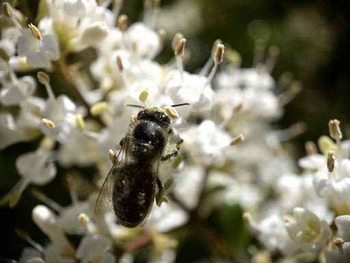 A closeup shot of a bee on white flowers collecting pollen