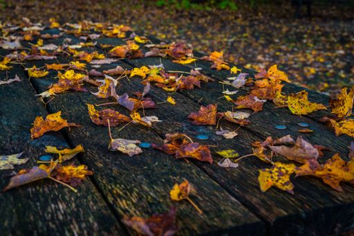 A beautiful shot of colorful autumn leaves on a wooden bench