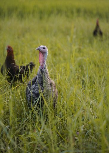 A vertical selective focus of a turkey on a farm with hens in the background