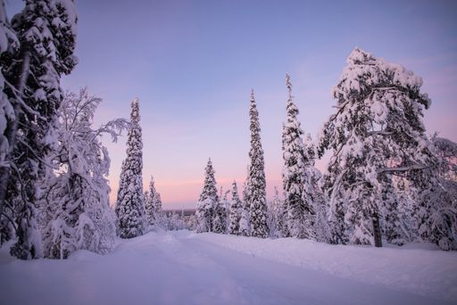 A breathtaking shot of a forest fully covered with snow during sunset
