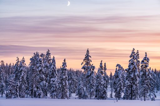 A beautiful view of a forest fully covered with snow after snowstorm during the sunset