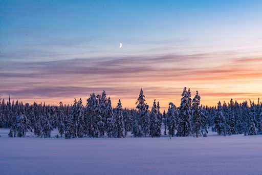 A beautiful view of a forest fully covered with snow after snowstorm during the sunset