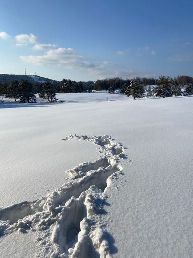The Tracks on freshly fallen snow with a background of a forest, vertical