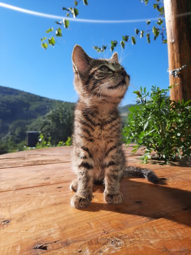 A vertical closeup shot of a small kitten on a wooden table with green plants around under a blur sky