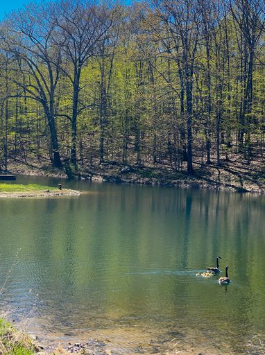 A vertical shot of adorable ducks and ducklings swimming in the lake with trees in the background