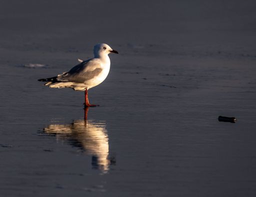 At Otaki beach a lone seagull stands looking to the sea. He is standing on wet sand and is reflected. His breast is highlighted by the sun