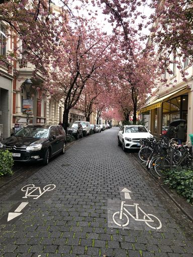 A vertical shot of a bike road through sakura trees in Bonn, Germany