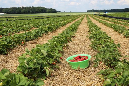 A closeup of a strawberry field in a rural area under a cloudy sky
