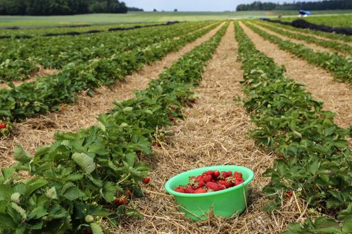 A high angle shot of red strawberries in a green bowl