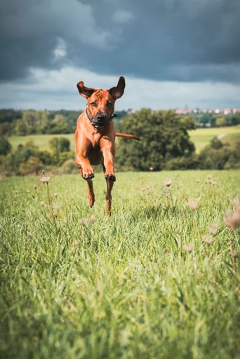 A portrait of a Rhodesian Ridgeback running in a field under the sunlight and a cloudy sky