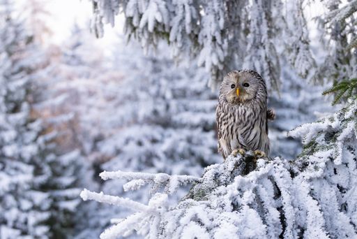 A closeup of an Ural owl perched on a pine tree branch covered in the snow in a forest