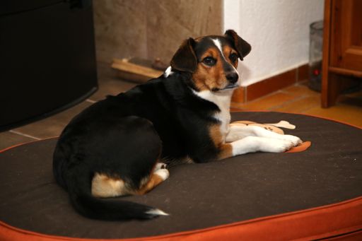 A closeup shot of a companion dog on the floor