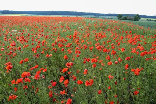 A sunny scenery of a field covered with poppies