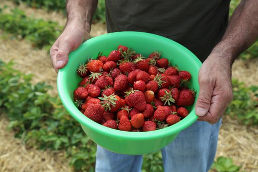 A high angle shot of red strawberries in a green bowl