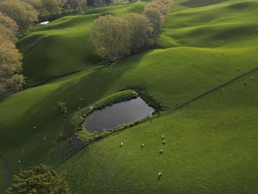 A bird's eye view of sheep grazing near a lake in a green farmland in New Zealand