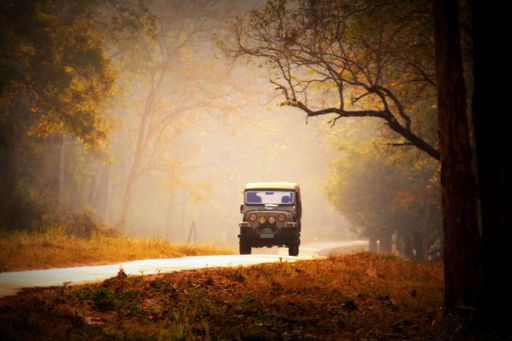 This image has taken from jungle road