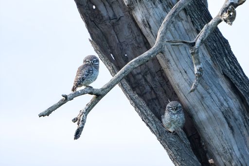 A spotted owlets (Athene brama) perching on wood in background of blue sky
