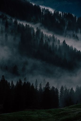 The layers of tress ina fir forest covered by morning fog, Vorarlberg, Austria