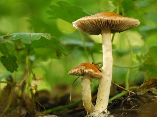 A closeup shot of the Lamellon mushroom in the wild