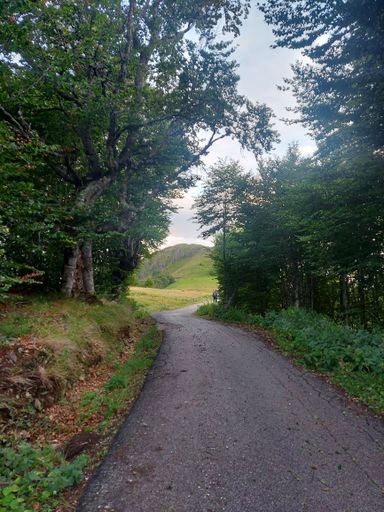 A vertical shot of a walking trail through a green park to the hills