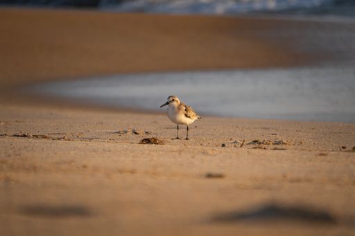 A single smalll sandpiper bird at the beach