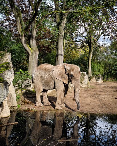 A vertical of the reflection of a baby elephant standing by a water pond on a sunny day in a zoo