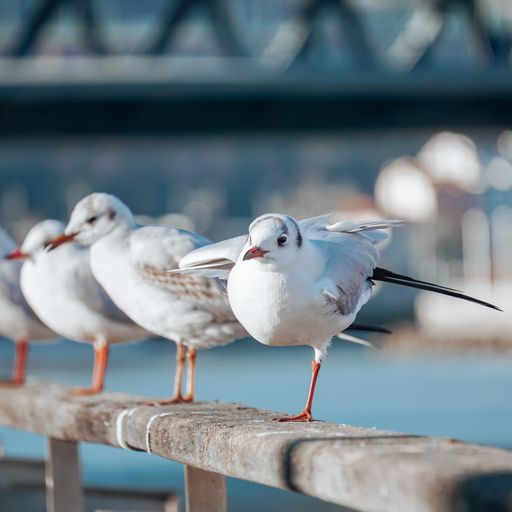 A closeup of a row of cute seagulls standing on a bridge with blurred background