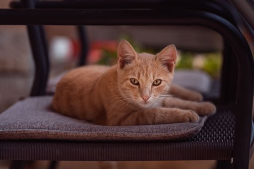 A close-up shot of a cute, fluffy ginger tabby cat sitting on a chair looking into the camera