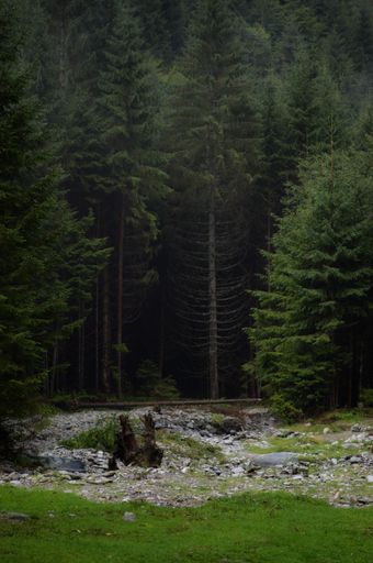 A vertical shot of fir trees in a forest