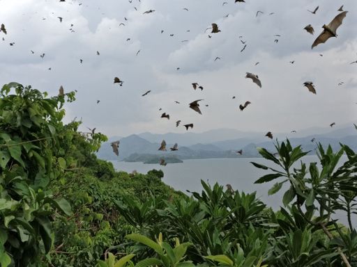 An island and Lake Kivu, Africa with fruit bats flying over it with the mountains in the background.