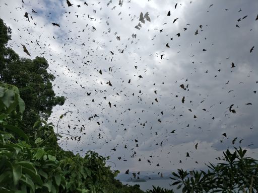 The fruit bats at the lake Kivu, Rwanda, Africa