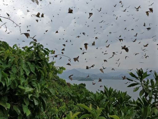 The fruit bats at the lake Kivu, Rwanda, Africa