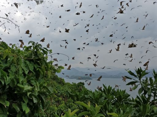 The fruit bats at the lake Kivu, Rwanda, Africa