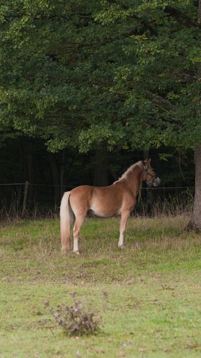A vertical shot of a Haflinger horse in the field.